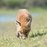 Fox cubs